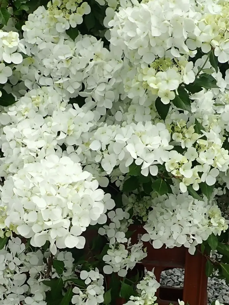 Fairytrail<sup>®</sup> White – 