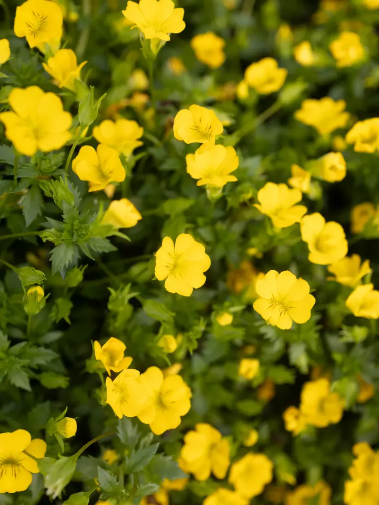 Gold Nugget – Mecardonia