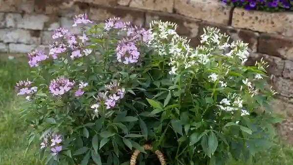 Señorita – blooms vigorously