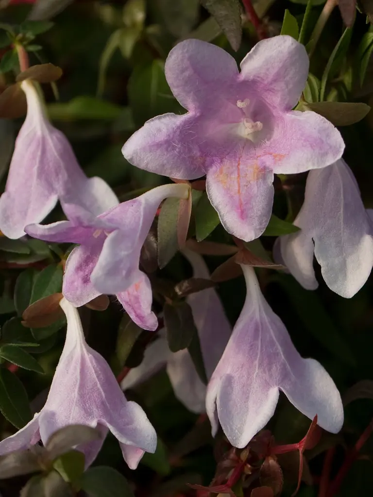 Pinky Bells – Abelia