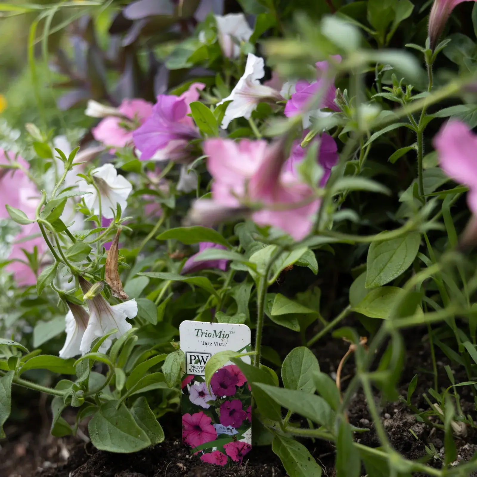 TrioMio® Jazz Vista® - Petunia - Proven Winners Europe