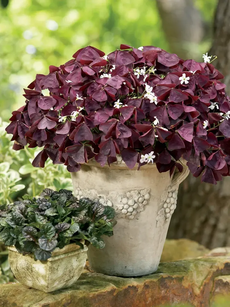 Xalis burgundy wine imp