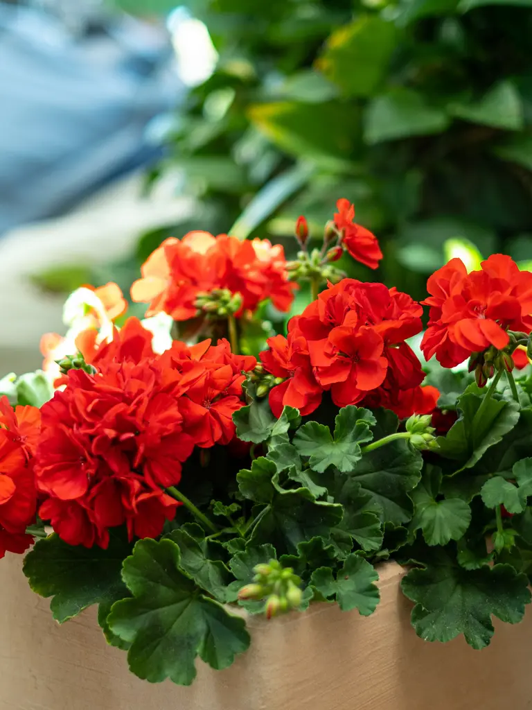 Champion Fire Red – Pelargonium peltatum x zonale