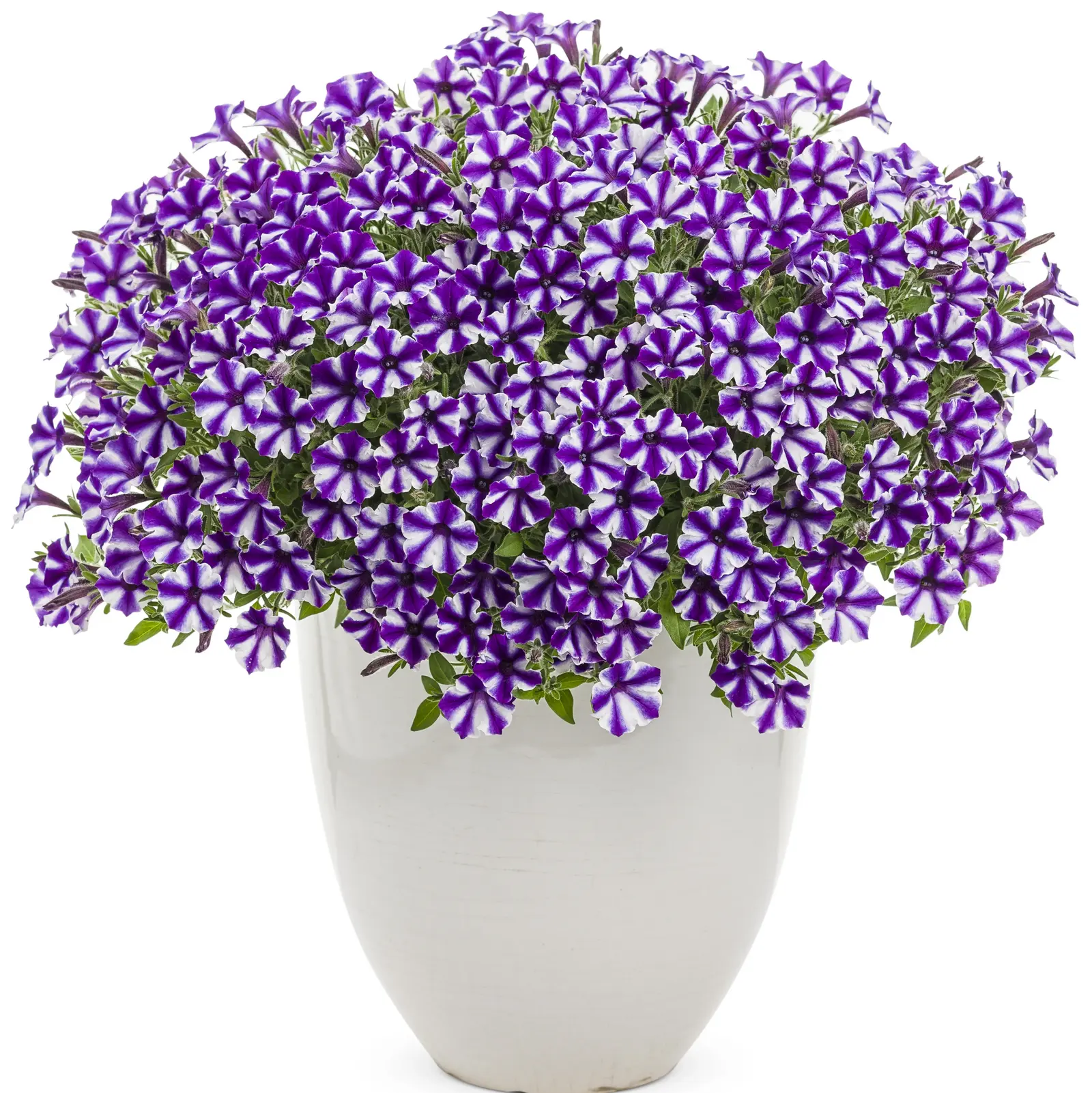 Mini Vista® Violet Star - Petunia - Proven Winners Europe
