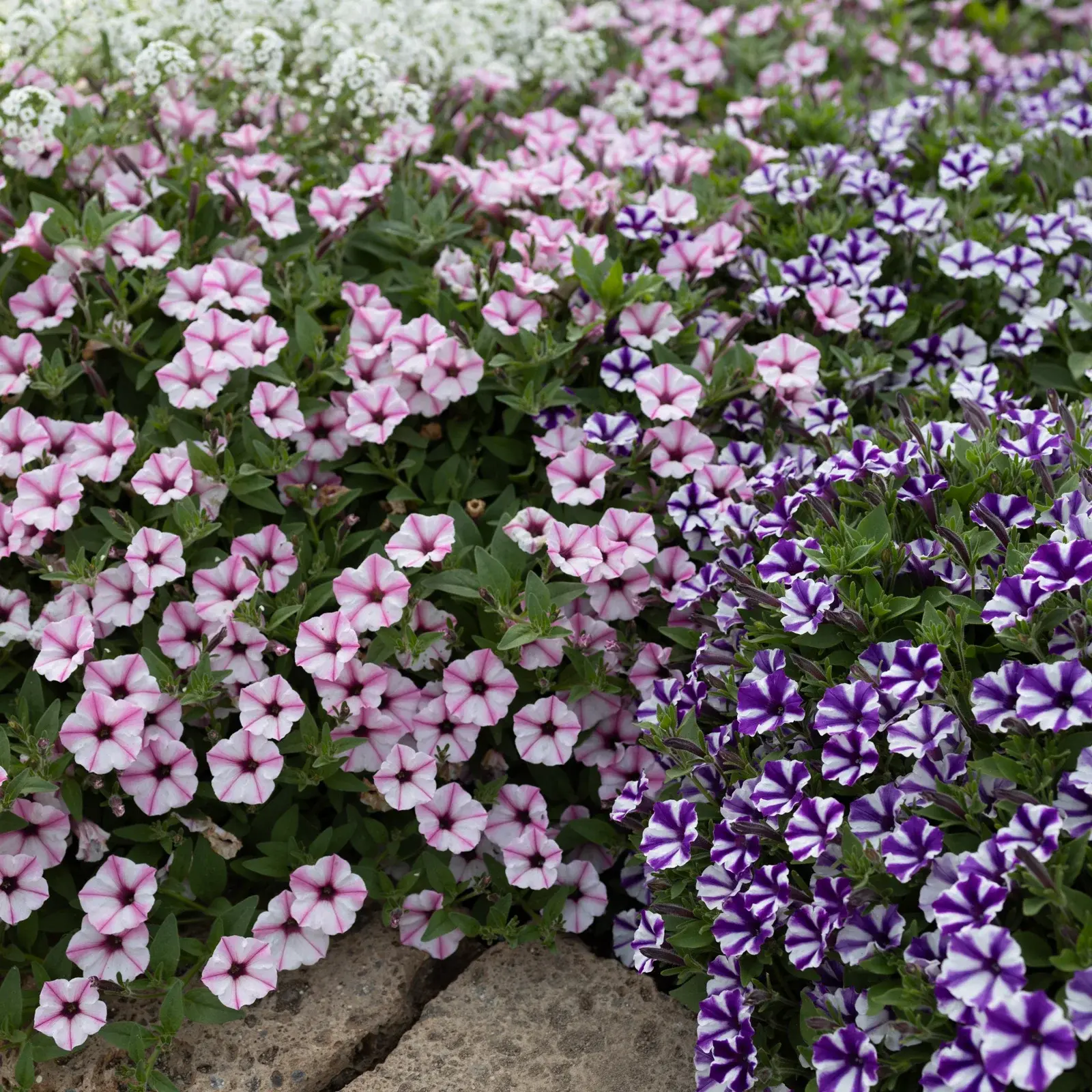 Small Package / 紫陽花＜CD＞　08250521H01T Mini Vista® Pink Star - Petunia - Proven Winners Europe