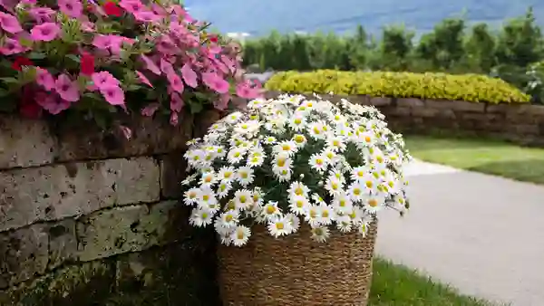 Polly – incredibly floriferous