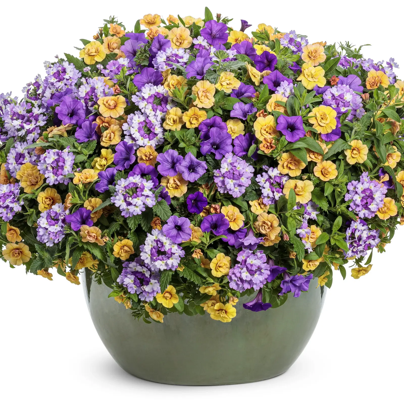 Mini Vista® Blue Violet - Petunia - Proven Winners Europe