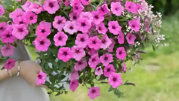 Vista® petunias serie – performance