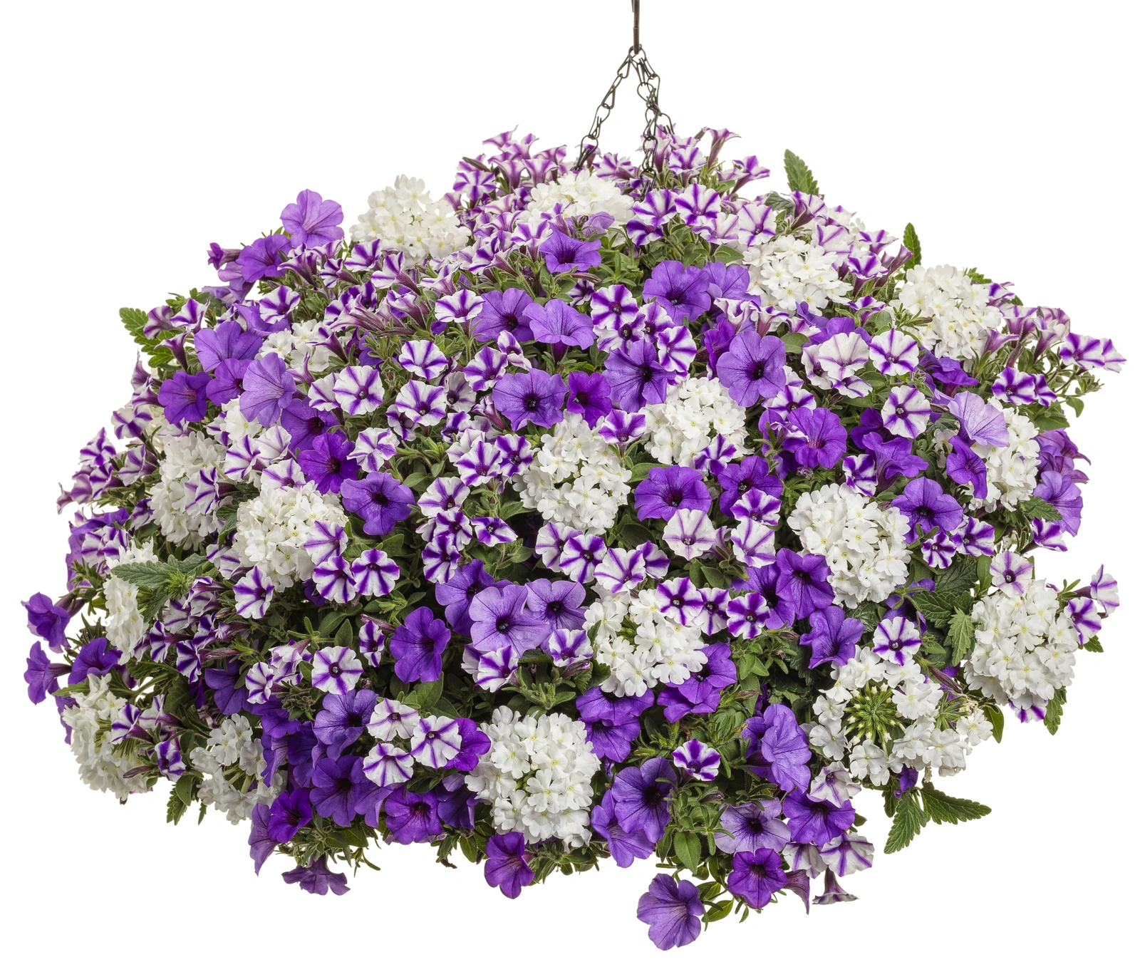 Mini Vista® Violet Star - Petunia - Proven Winners Europe