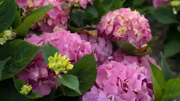 Hydrangea guide!