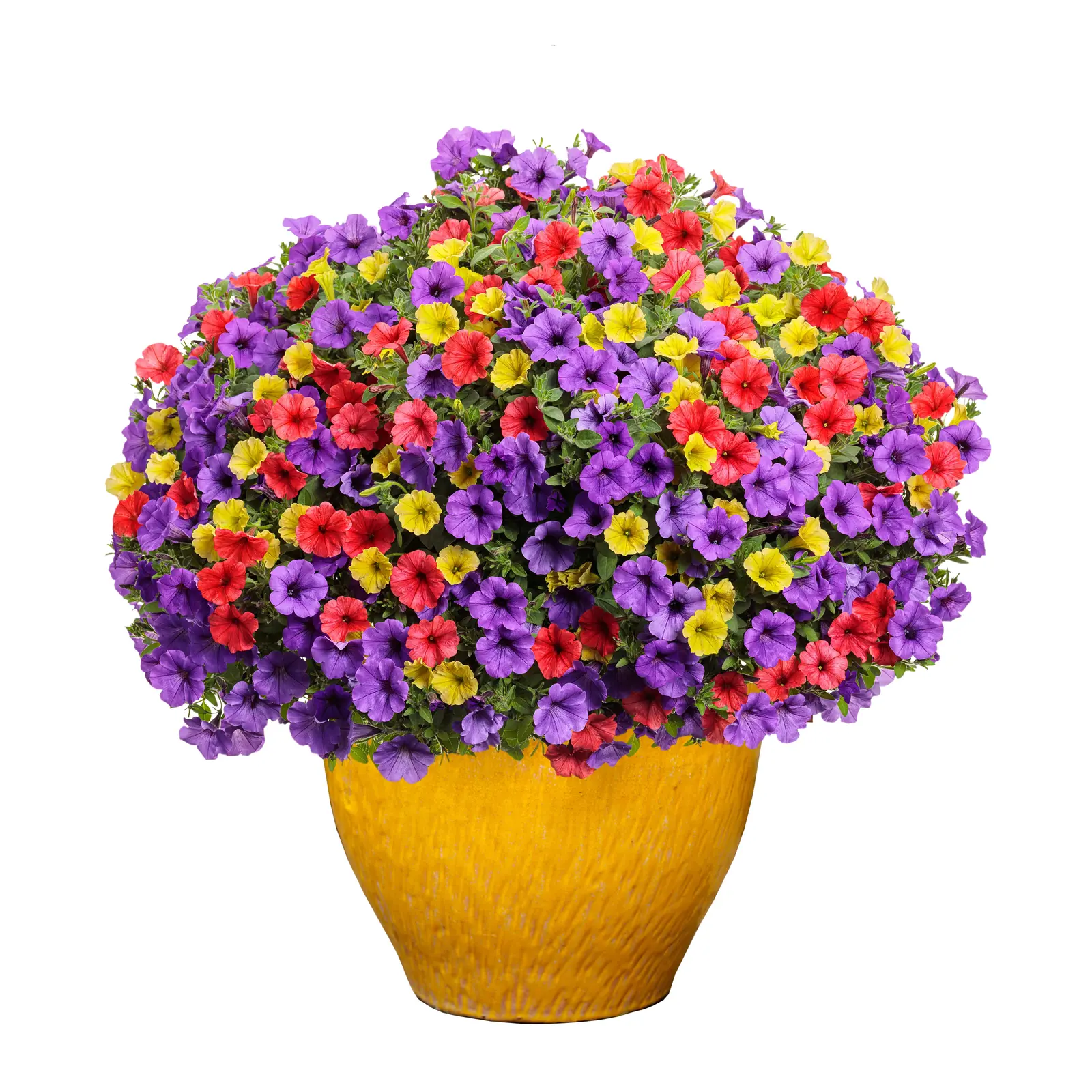 花 Cvernal TrioMio® Mini Vista® Harlekin - Petunia - Proven Winners Europe