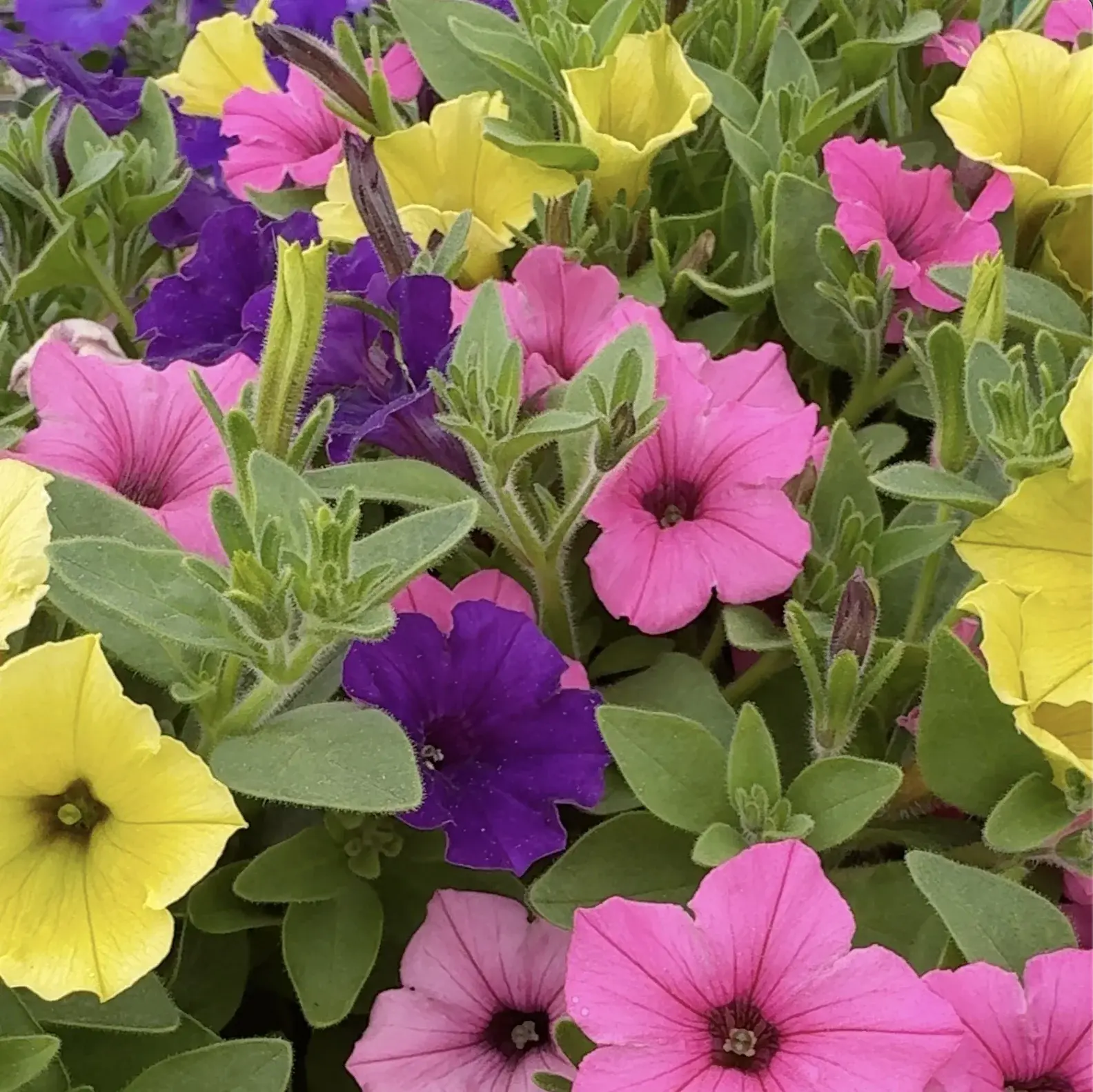 TrioMio® Mini Vista® Joker - Petunia - Proven Winners Europe