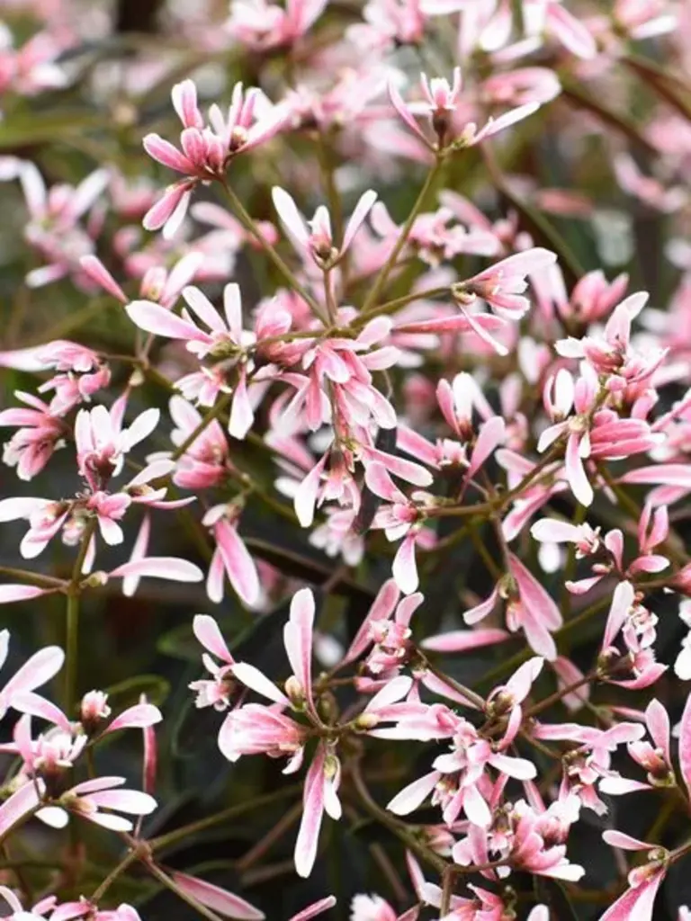 Farbwelt Pink, Rosa, Magenta