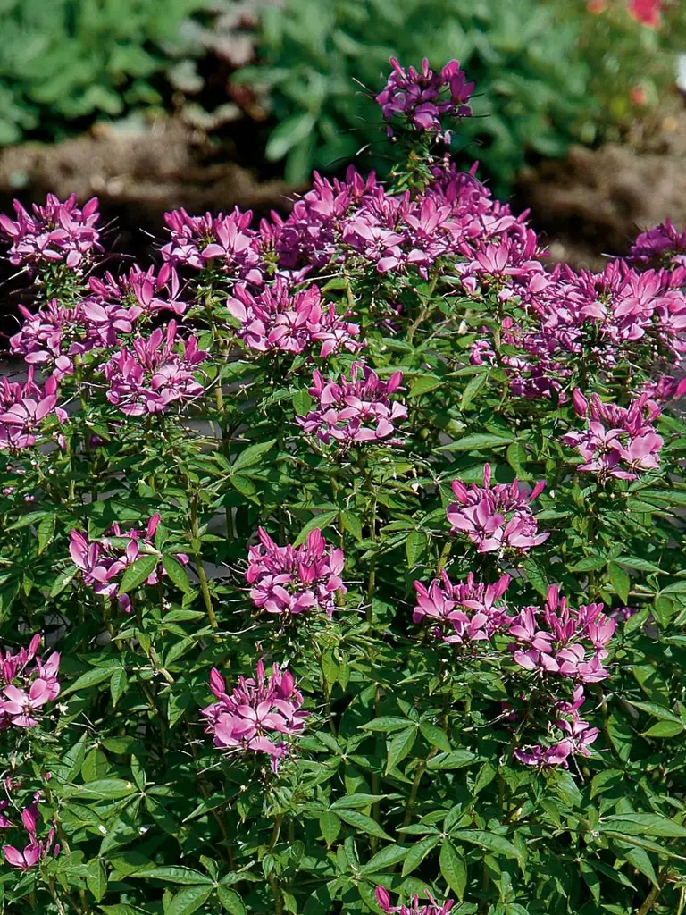 Señorita Rosalita – Cleome