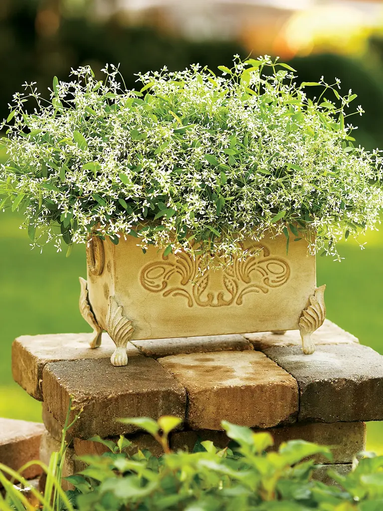 Kontinuierliche Blüte