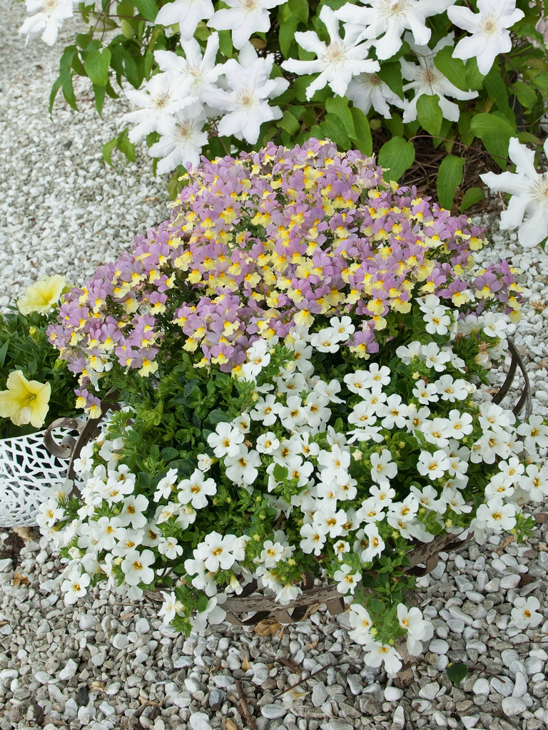 Spring plants