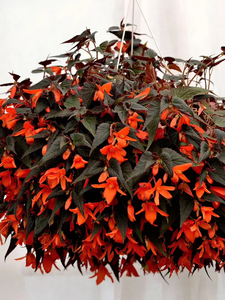 Summerwings Ebony & Orange – Begonia