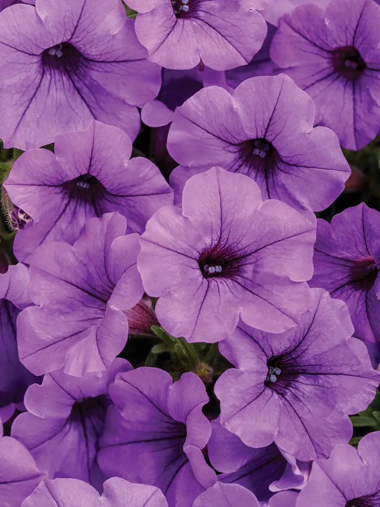 Fiabilă în aranjamentele de vară