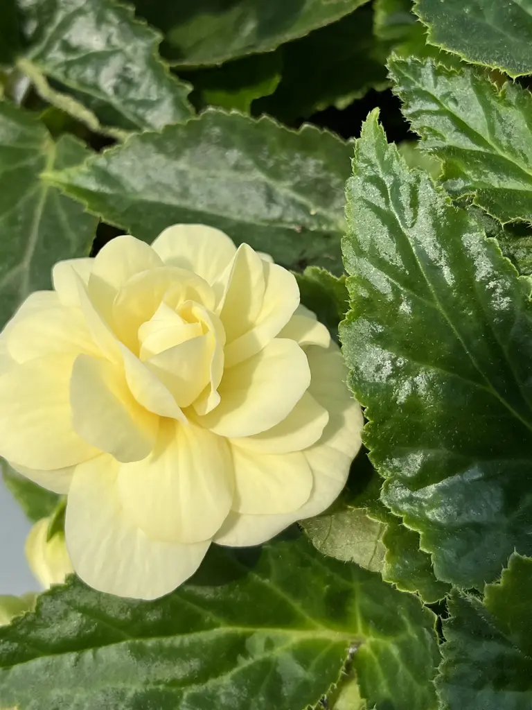 Belleconia Chardonnay – Begonia