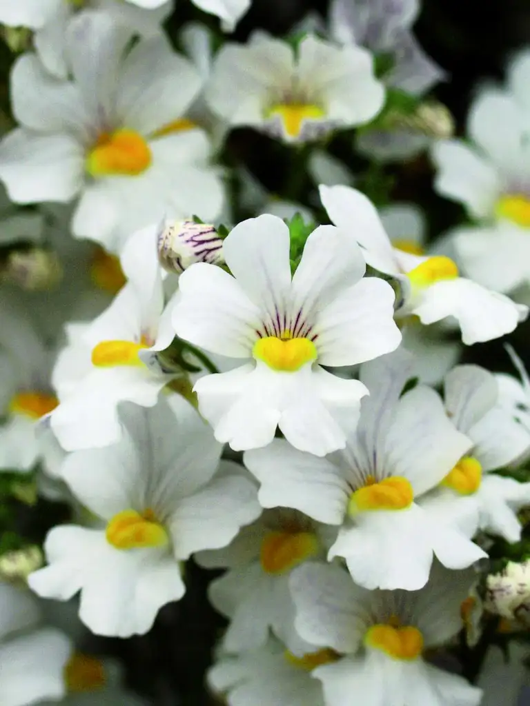 Sunsatia Plus Anona – Nemesia