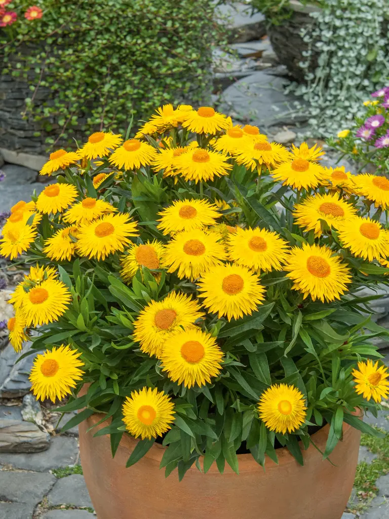 Sunbrella Big Yellow – Bracteantha