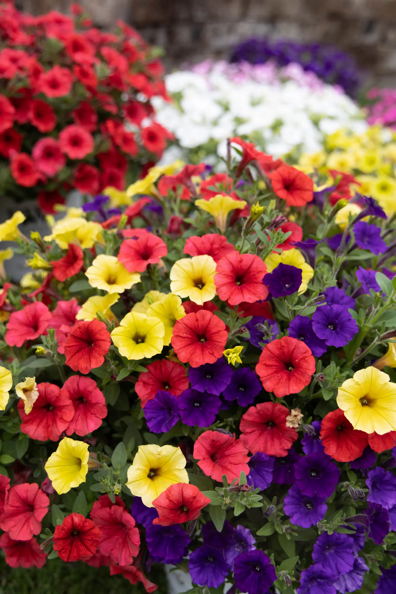 TrioMio® Mini Vista® Harlekin - Petunia - Proven Winners Europe