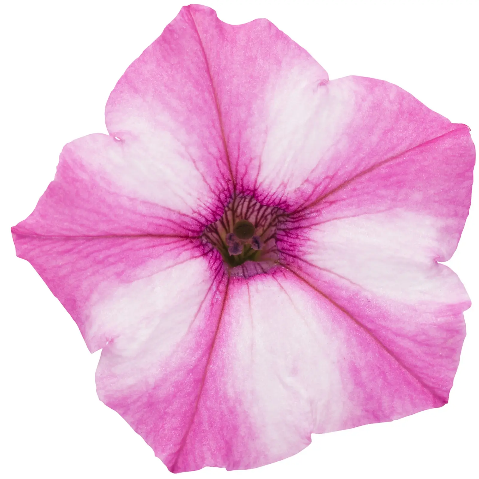 Small Package / 紫陽花＜CD＞　08250521H01T Mini Vista® Pink Star - Petunia - Proven Winners Europe