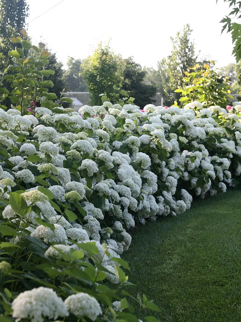 Border, hedge or mass planting