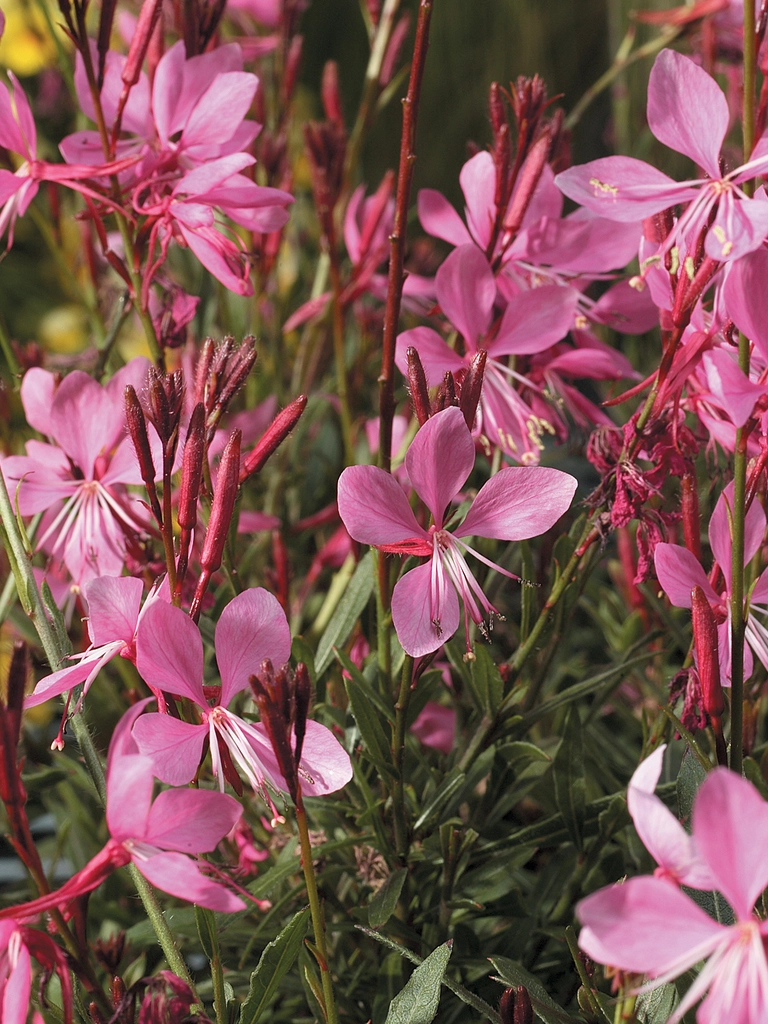 Gaura