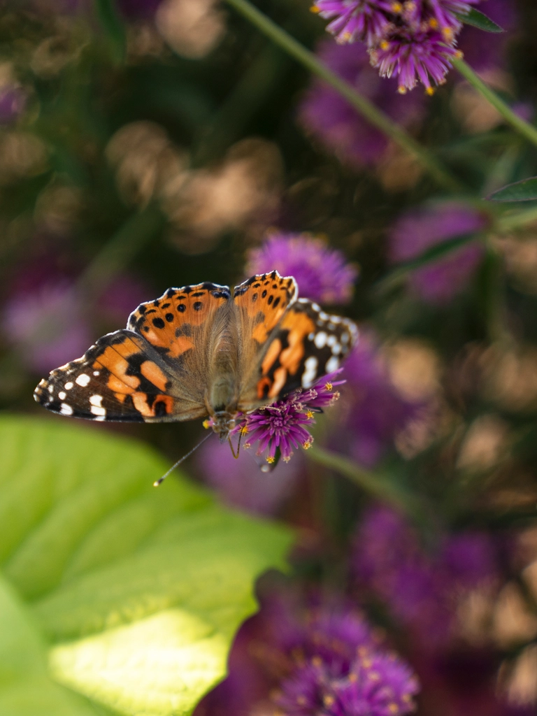 A bee-friendly garden