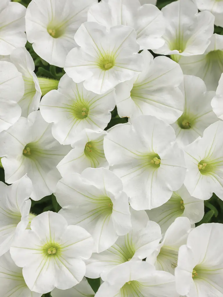 Înflorire constantă pe parcursul lunilor calde