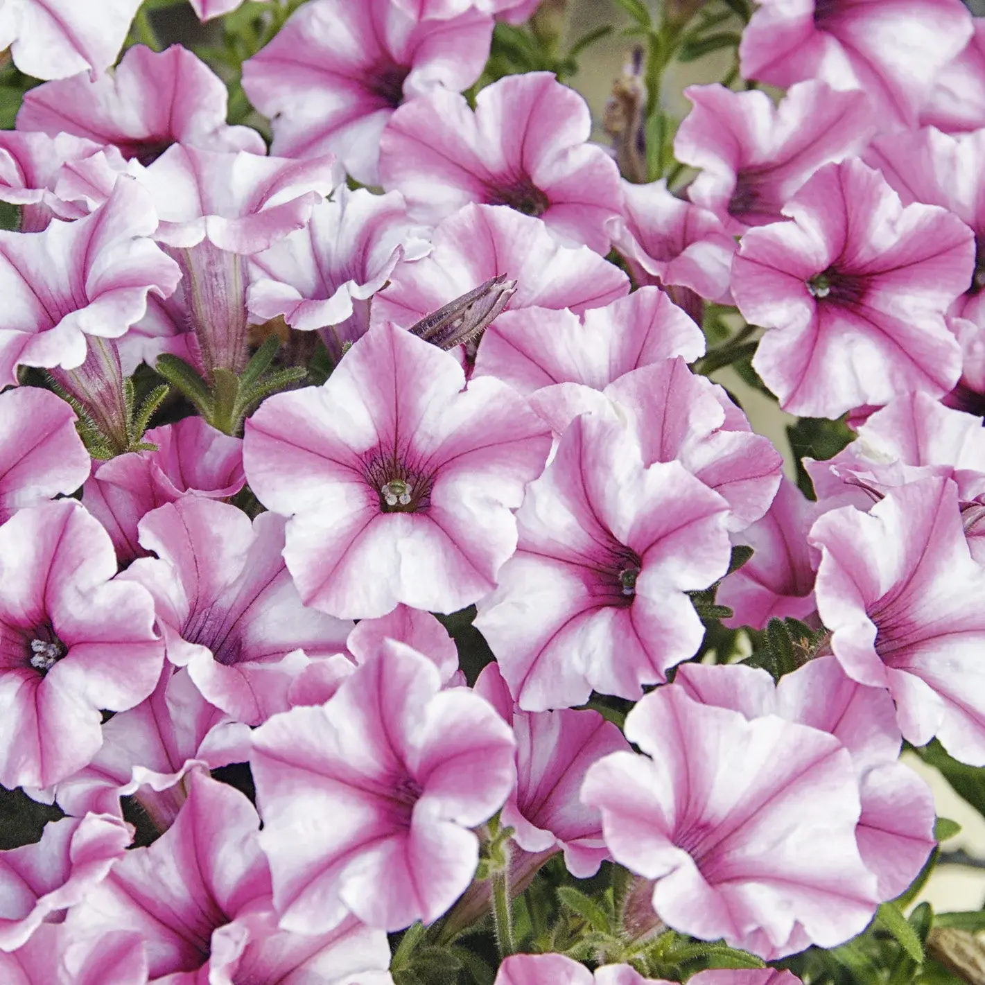 Mini Vista® Pink Star - Petunia - Proven Winners Europe