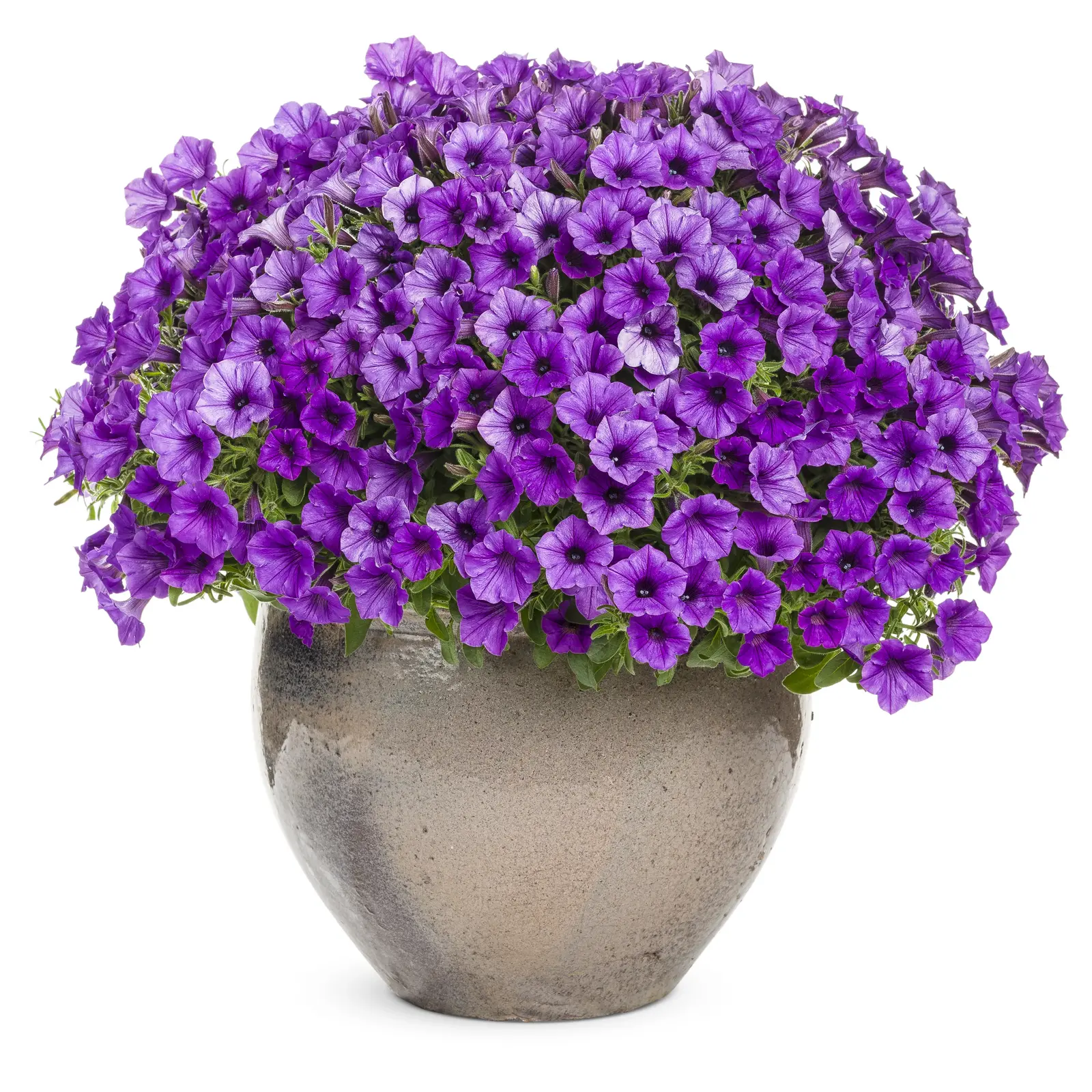 Mini Vista® Blue Violet - Petunia - Proven Winners Europe