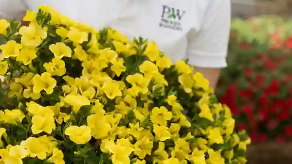 Unique golden yellow – fabulous contrast