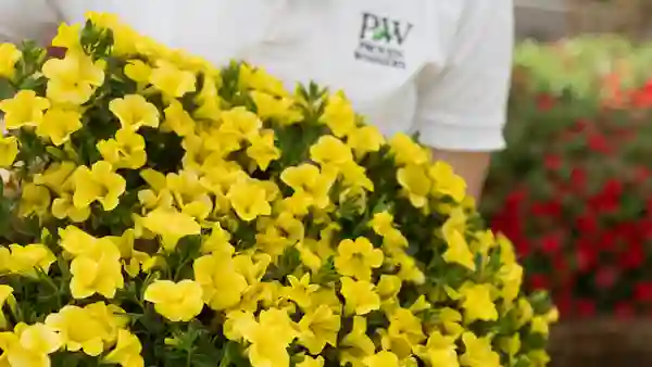 Unique golden yellow – fabulous contrast