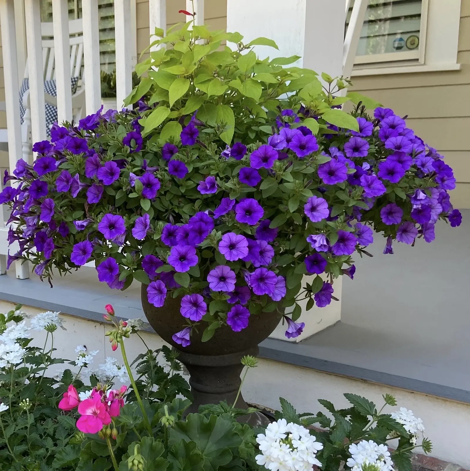 Mini Vista® Blue Violet - Petunia - Proven Winners Europe