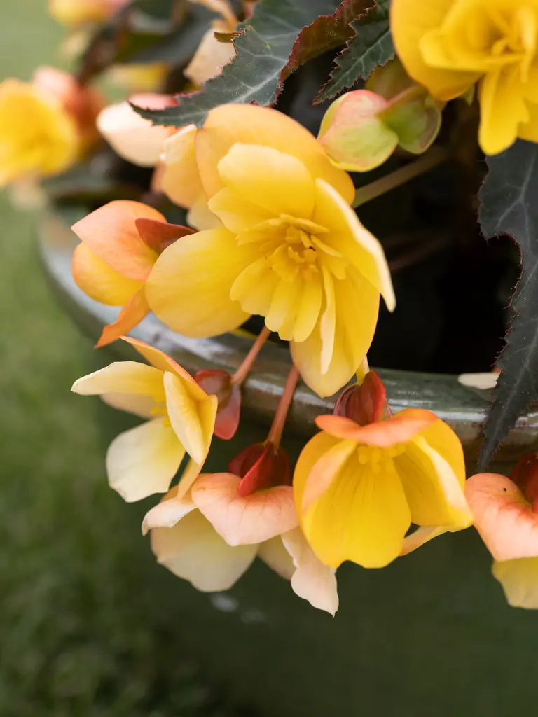 Bellissa Yellow