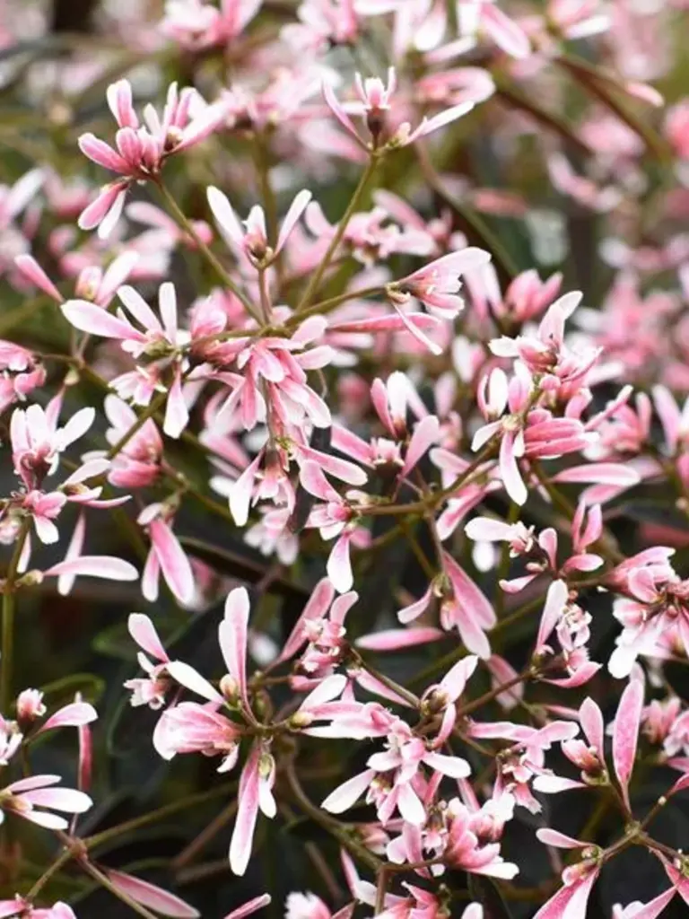 Shades in Pink<sup>®</sup> – 