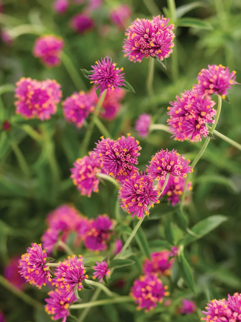 Truffula Pink – Gomphrena
