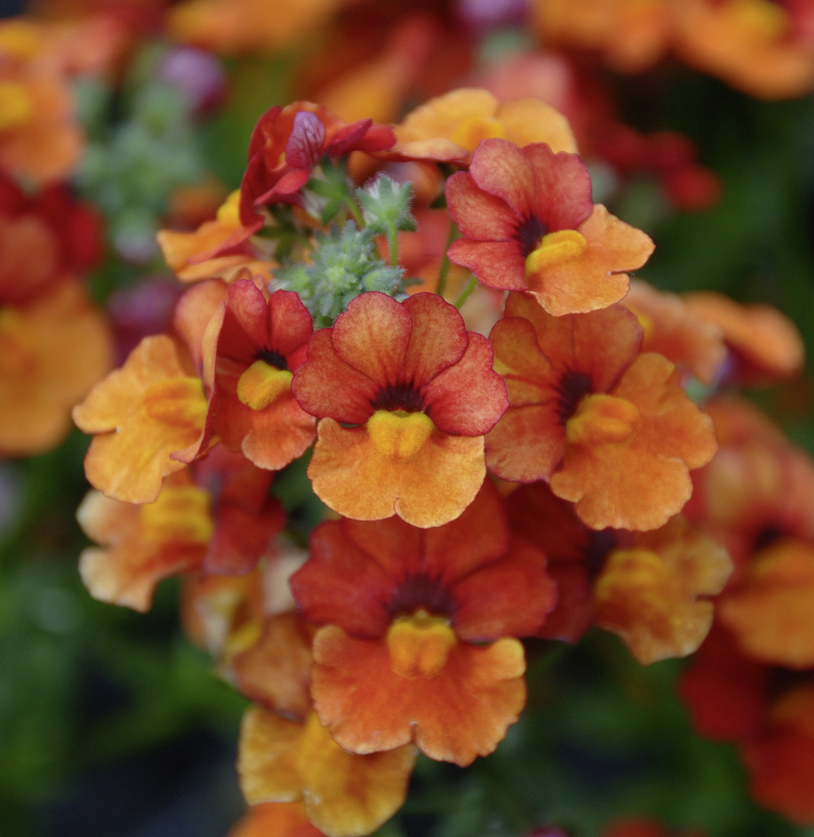 Sunsatia® Plus Clementine - Nemesia - Proven Winners Europe