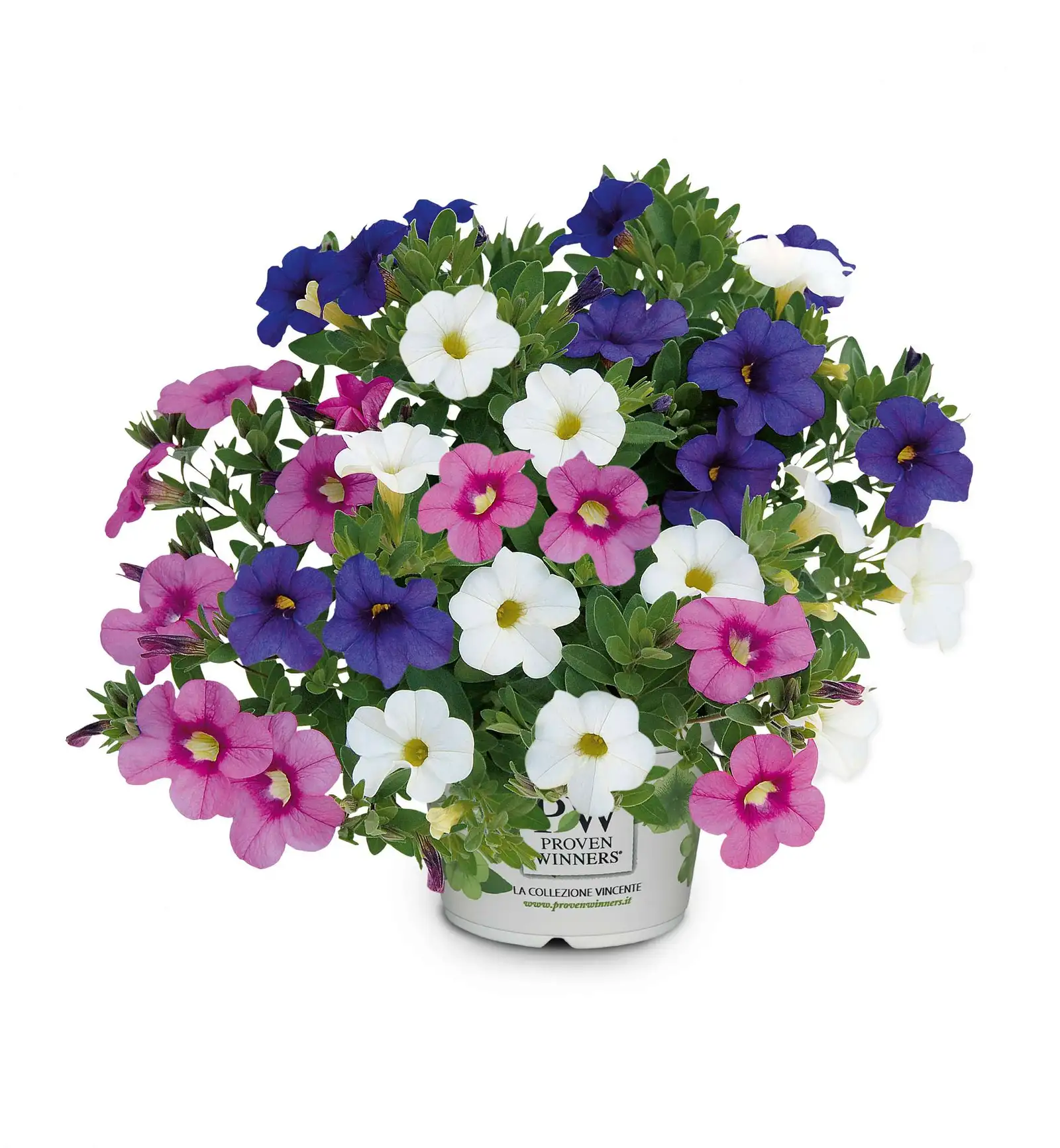 TrioMio® Unique Swing - Calibrachoa - Proven Winners Europe