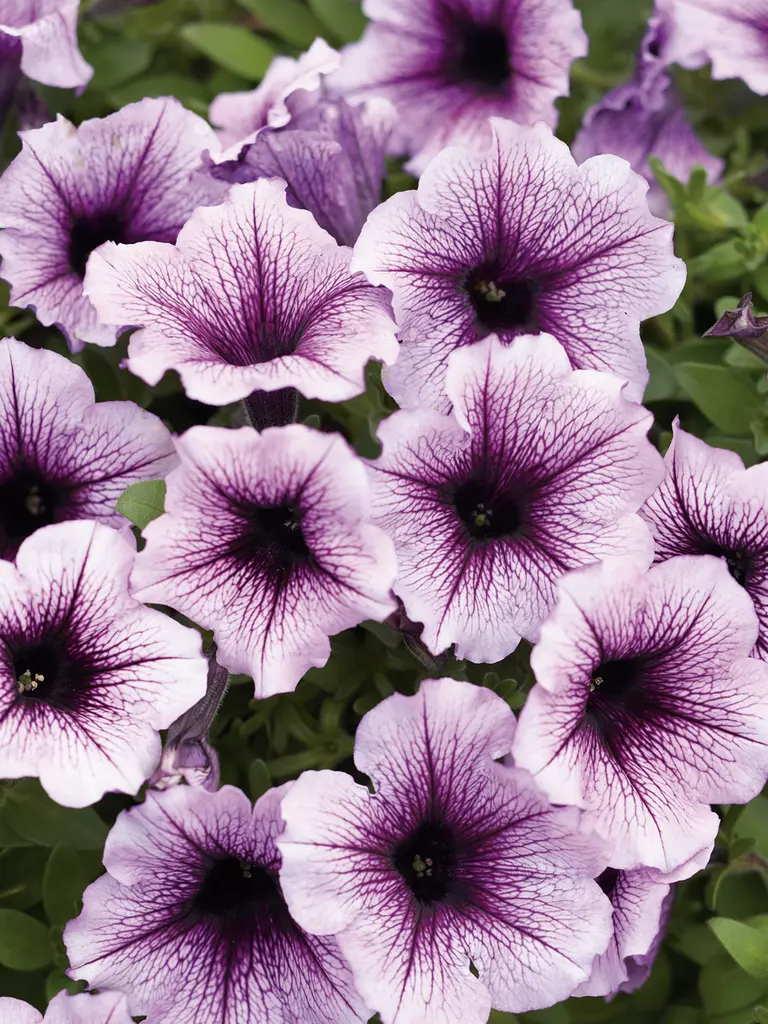 Bordeaux – Petunia