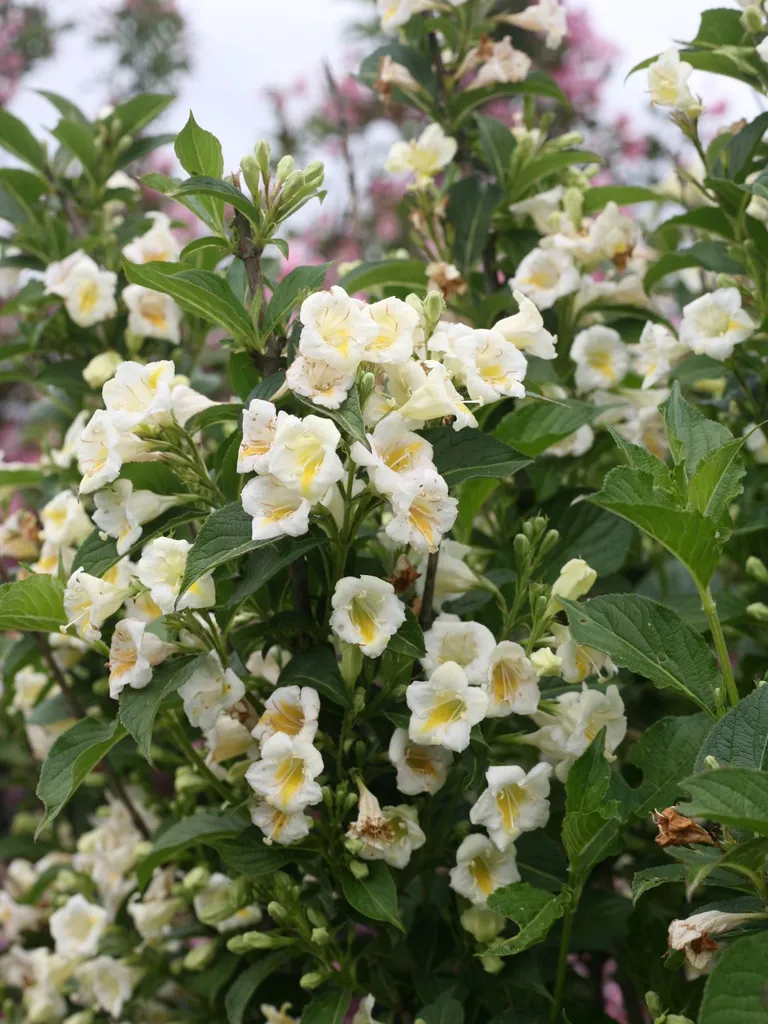 Colourtwist<sup>®</sup> Sunny Side Up – Weigela