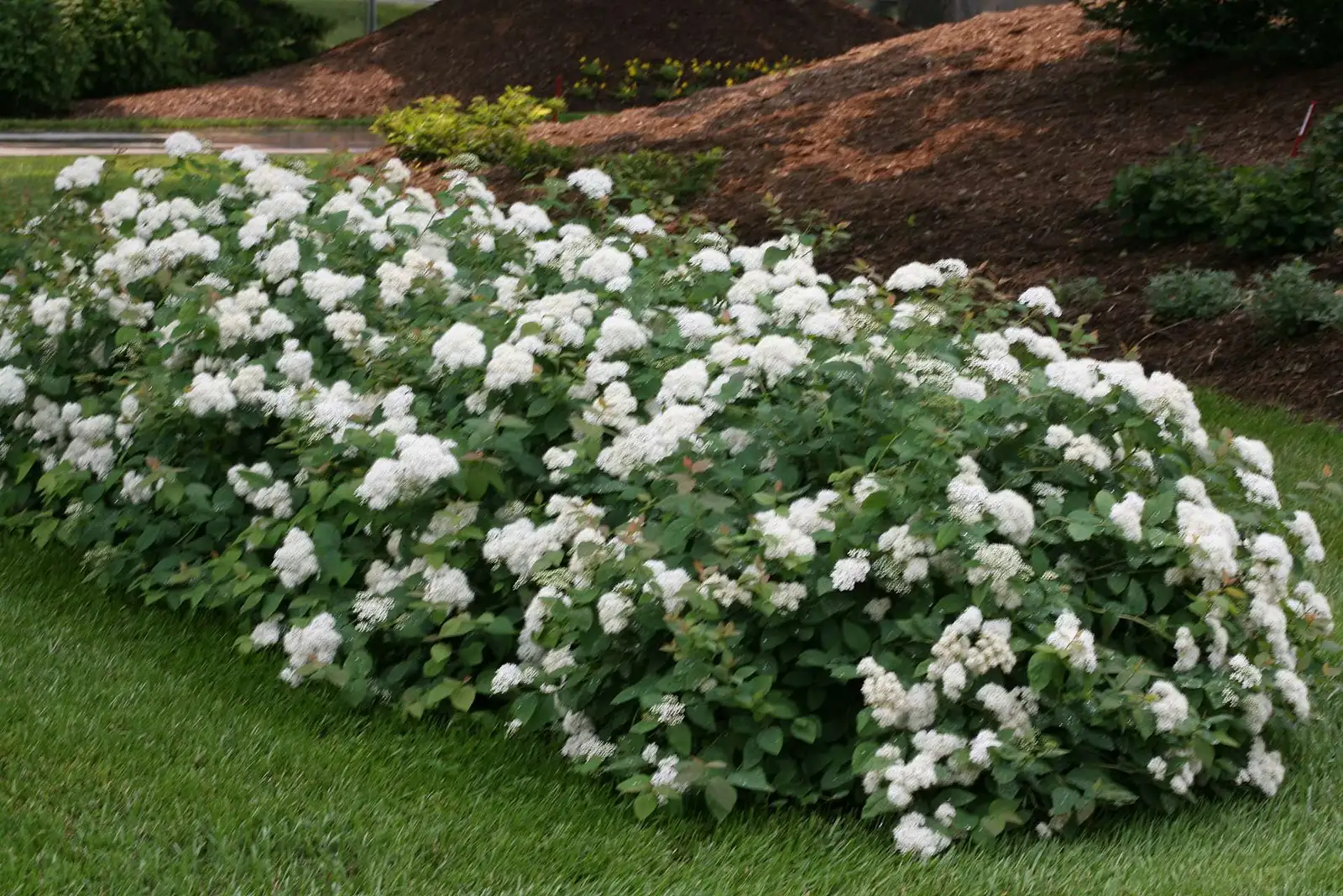 japonica spiraea blue kazoo