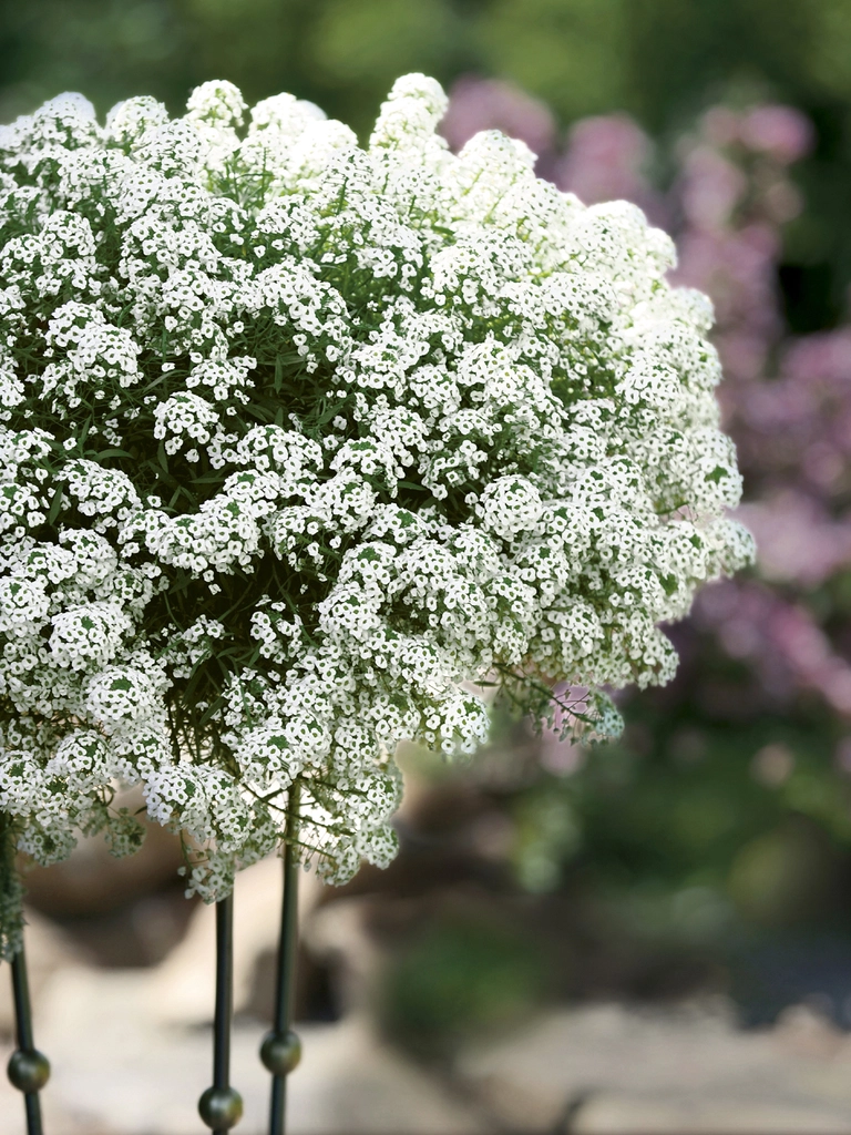 Snow Princess – Lobularia