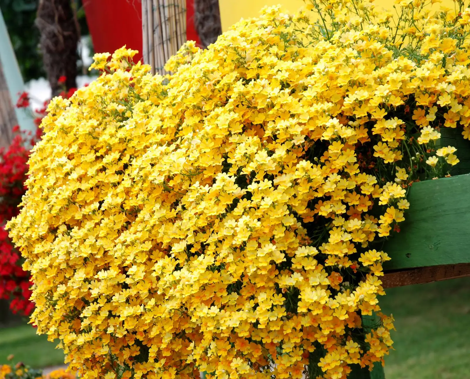 Sunsatia® Plus Pomelo - Proven Winners Europe
