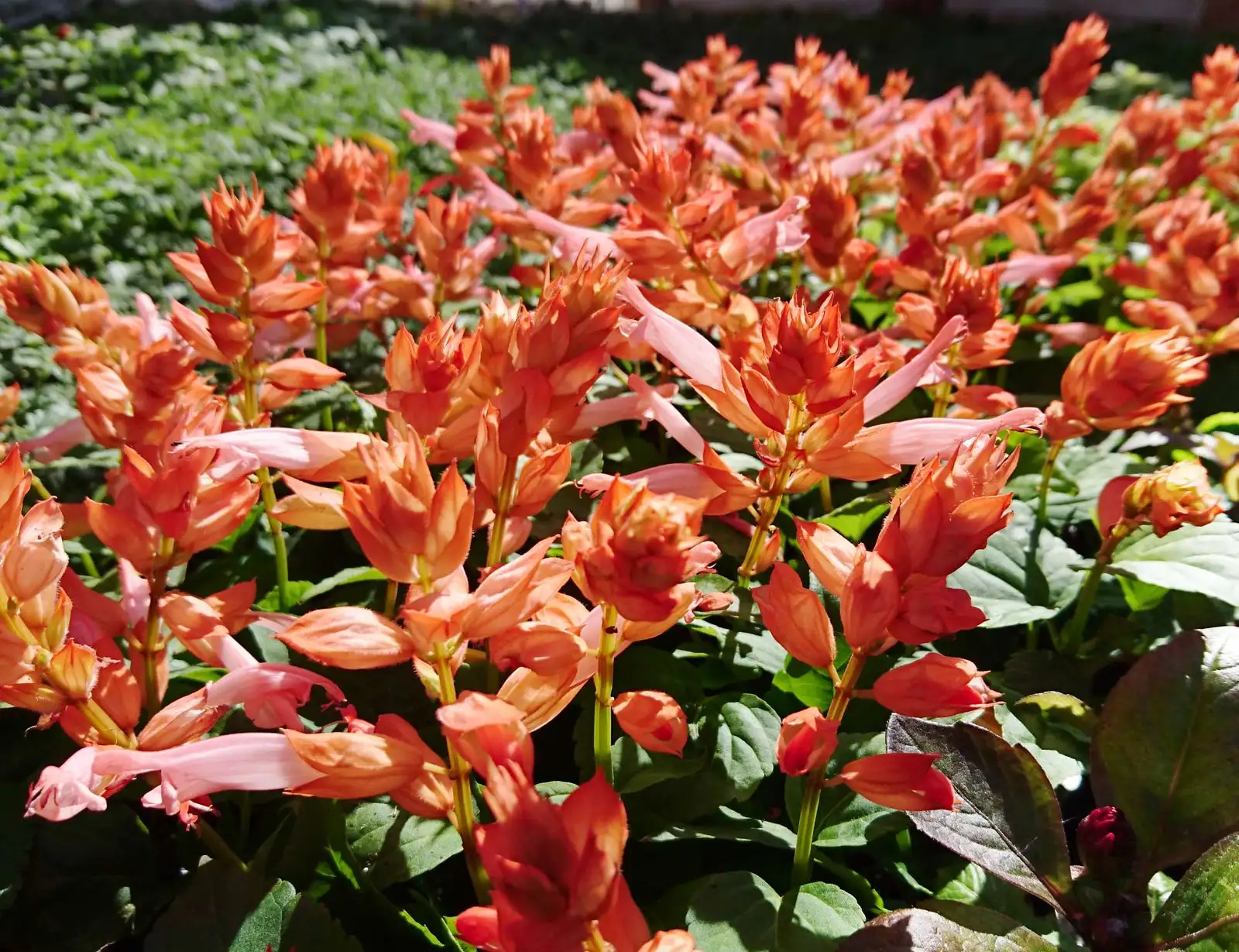 Go Go Coral - Salvia - Proven Winners Europe