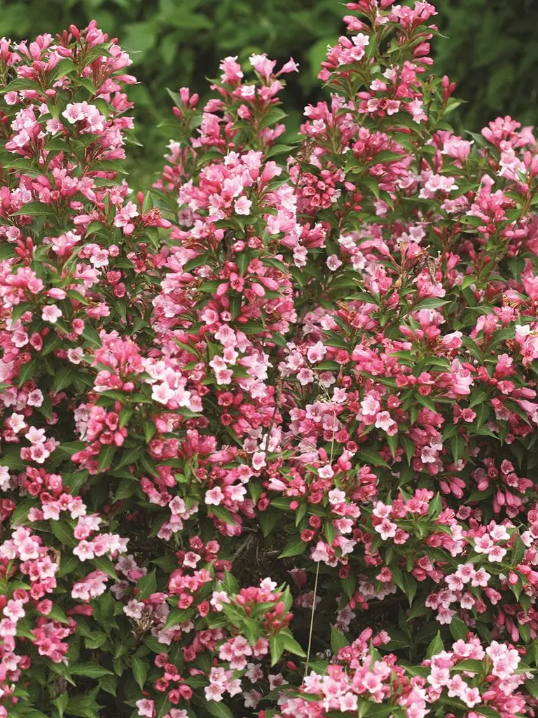 Weigela Florida Colortwist 'Trilogy' - 'Vukozgemini' Proven Winner