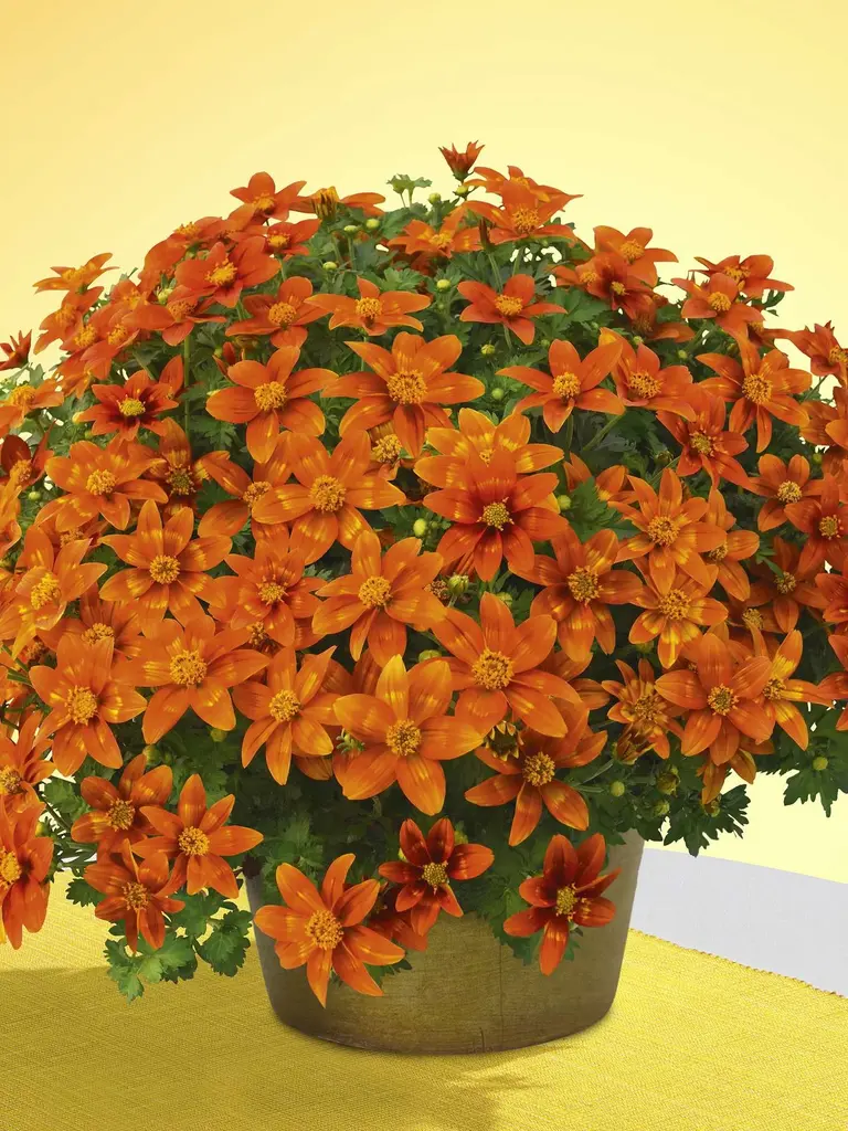 Hot & Spicy Improved – Bidens