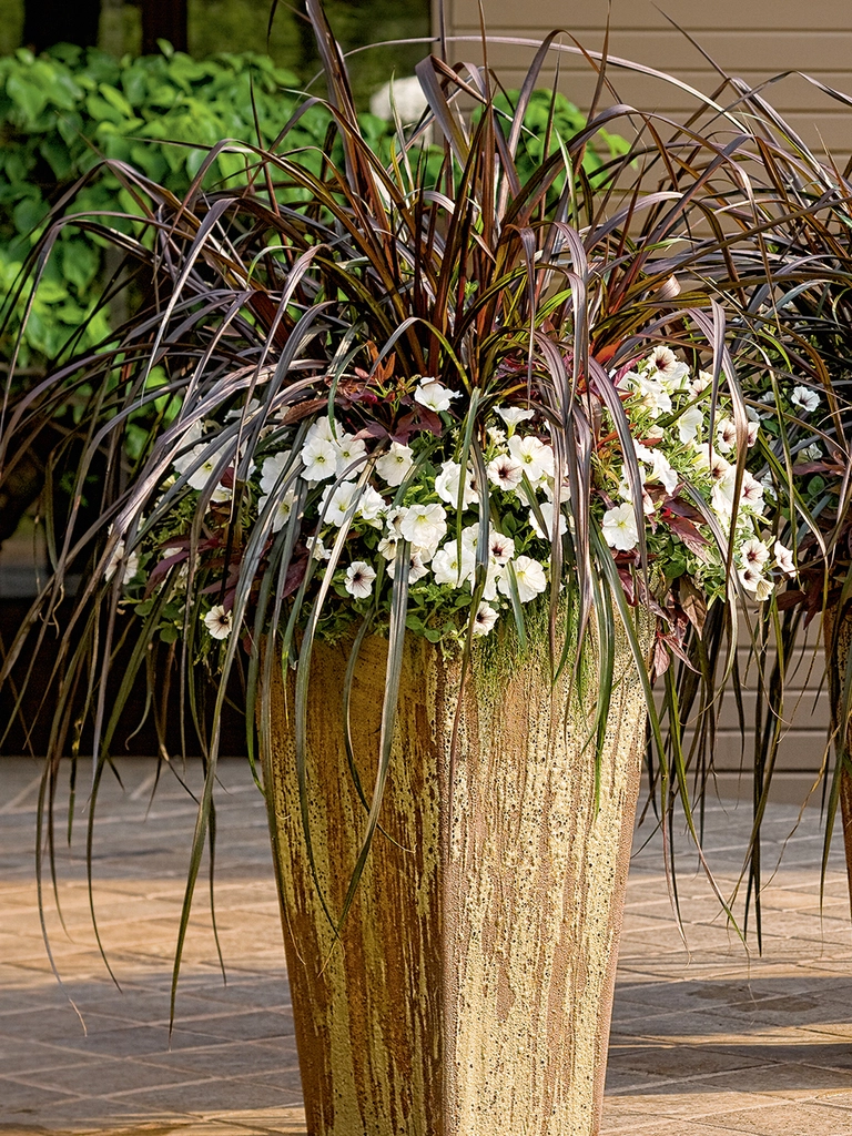 Vertigo – Pennisetum